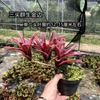 Piña Linda Colorida Piña Selva Tropical Tanque de Agua y Tierra Ecológico Plantas Acuáticas Terrario para Reptiles Paisajismo Plantas Epífitas de Uso Común