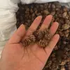 Envío Gratis 30 Piñas Flores Secas Decorativas Hecho a Mano Paquete de Materiales Creativos DIY Decoración del Hogar Ramas Secas Piñas Escama de Pez
