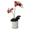 Orquídea Phalaenopsis artificial de dos ramas con hojas, planta pequeña en maceta para decoración de mesa, adecuada para decoración de hogar, estudio, restaurante, hotel y centro comercial, oferta especial