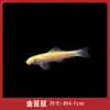 Peixe Ornamental Limpador Musgo Dourado Vivo Tanque de Peixes Ferramenta de Limpeza Peixe Rato de Água Doce Pequeno Tropical Animal de Estimação