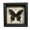 Marco de Fotos con Foto de Espécimen de Mariposa Real Elegante Madera Decorativa Pintura Muebles para el Hogar Marco de Fotos Retro Europeo Mesa Regalo de Cumpleaños