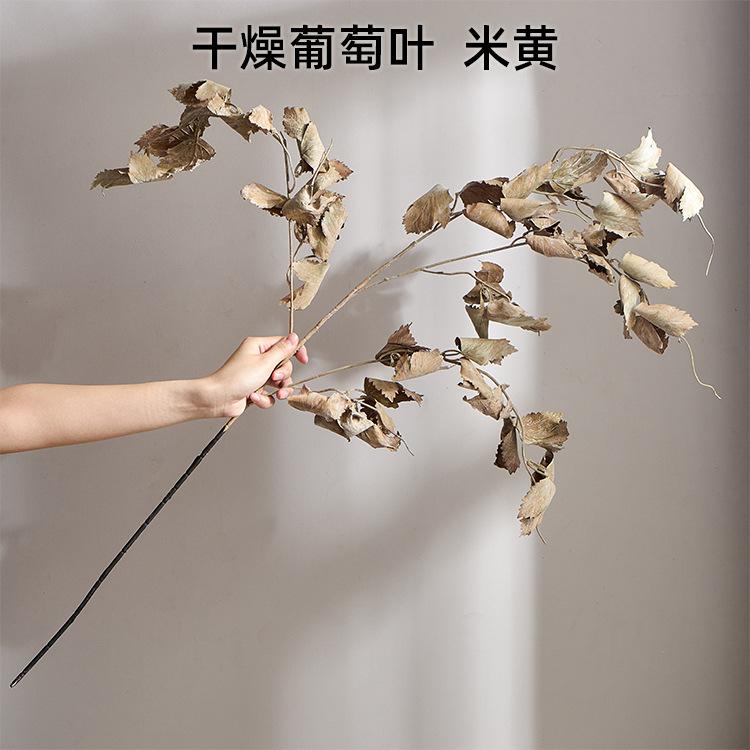 干燥葡萄叶 米黄