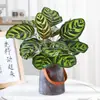 Plantas hidropônicas fáceis de cultivar em ambientes internos Calathea Maçã Verde planta verde planta em vaso adequada para todas as estações sala de estar escritório mesa folhas grandes tolerante à sombra