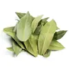 Hojas de Laurel Nuevas de Guangxi, Especias de Laurel para Cocina y Guisos, Hojas de Laurel Seleccionadas para Uso Doméstico y Comercial, Envasadas y Venta al por Mayor a Granel
