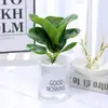 Qin Ye Rong Planta Verde Hidropônica Pequeno Vaso Desktop Escritório para Alimentar Flores Nórdicas Sempre Verde e Purificar o Ar