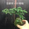 Bola de Musgo Mudas de Olmo de Folhas Pequenas Raiz Levantada de Tronco Velho Bonsai de Olmo de Tronco Estranho em Forma de Pedra de Penhasco Bonsai de Interior Fácil de Cuidar