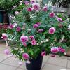 Balcón de Jugo Planta en Maceta Rosa con Capullos Florece Todo el Año Flor de Rosa Rosales Fáciles de Cultivar con Aroma Frutal