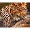 Nova Importação DIY Pintura Diamante Leopardo Bordado Completo Diamante 5D Quadrado Mágico Diamante Decoração de Casa Atacado do Fabricante