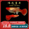 Guppies de Raça Pura, Peixes Ornamentais de Água Doce Pequenos, Peixes Tropicais Fáceis de Criar, Peixes Vivos, Peixes Limpadores, Kinguios Zebra, Peixes Pequenos, Alevinos