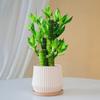 Bambu Fu Gui Planta Verde de Escritório Flor em Vaso Pequeno Ornamentos de Mesa Interna Estação Planta Hidropônica Bambu Wenchang Cultivo em Água