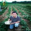 Harina de Camote Producida a partir de Camotes, Suministro Estable, Harina de Camote de la Vieja Zona de Yimeng, Productos Agrícolas, Harina de Camote, Harina de Camote Rojo
