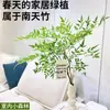Nandina Bambu Hidropônico Planta Verde Chama Vermelha Vaso de Água Flores de Interior Galhos Frescos Cortados Pendurado Sino Cavalo Bêbado Planta Plana