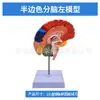 Modelo de cerebro Modelo de división de color del área funcional del cerebro Anatomía del cerebro humano Modelo de estructura cerebral Color del cerebro División por la mitad