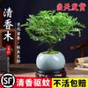 Madera de Pimienta Fragante Maceta Mini Planta Repelente de Mosquitos Flor de Interior Sala de Estar Oficina Escritorio Planta Verde Pequeña Fácil de Mantener