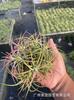 Piña de Aire Planta sin Tierra para Personas Mayores, Hierba de Aire Piña Planta Verde Creativa de Cuatro Estaciones Perenne Colgante de Interior