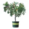Venta minorista en línea de plantones de azufaifo de invierno Zhanhua de tercera generación, plantas en maceta para el norte y el sur, plantación en suelo resistente al frío, plantones de fruta de azufaifo injertados extra grandes