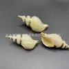Colgante de Caracola con Borde Galvanizado de Concha Natural 3D Concha de Agua Salada Accesorios para Ropa Decorativos Hechos a Mano DIY Accesorios para Joyería