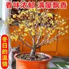 Planta de Flor en Maceta de Brote de Dulce Invierno para Uso en Interiores y Jardín, Florece Todo el Año, Flor de Ciruelo Fragante, Planta Verde de Bonsái de Tronco Viejo Resistente