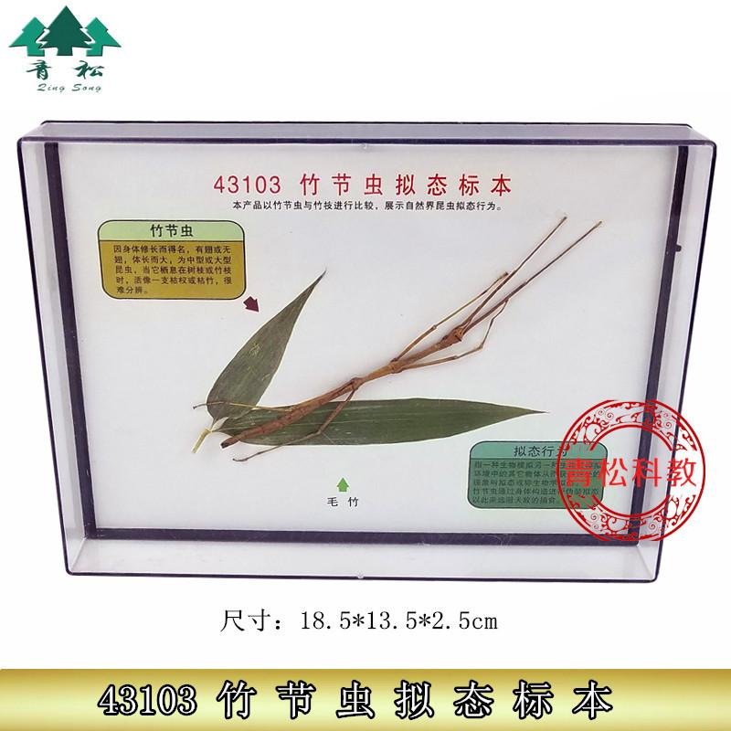 竹节虫拟态标本_副本