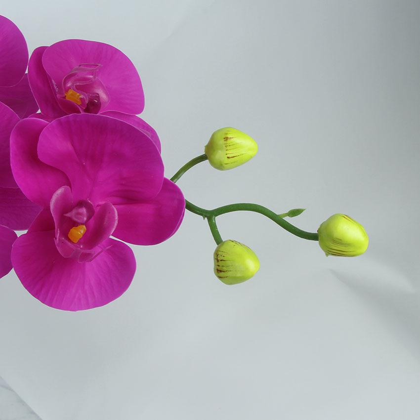 胶片蝴蝶兰 主图6.jpg