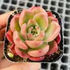 Base de planta suculenta autoproducida y autovendida al por mayor suculentas pequeñas combinación de flores plantas en maceta plantas carnosas Lithops Haworthia