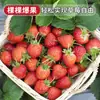 Plántulas de Fresa Crema Semillas en Maceta con Macetas y Tierra Color Rojo Todo el Año Comestible Plantación en Balcón Nuevas Plántulas