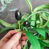 Enredaderas Simuladas de Frutos de Olivo, Árboles Artificiales para Paisajismo, Decoración de Plantas Verdes Transfronteriza al por Mayor