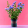 Planta jovem em vaso flor de varanda para contemplação resistente ao calor fácil de cuidar planta jardim pátio trepadeira trepadeira flor trepadeira floco de neve branco
