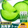 Semillas de Rábano Hua Zhou Longqing, Semillas de Rábano Fruta, Verduras Crujientes Dulces de Piel Verde y Pulpa Verde para Siembra de Verano y Otoño