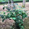 Árvores de Mirtilo para Todas as Estações, Plantas de Mirtilo em Vasos, Plantio no Solo, Varanda, Plantio em Casa, Adequado para Regiões Sul e Norte, Paisagismo de Jardim