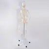 Modelo de Esqueleto Humano Completo para Adultos de 176cm com Nervos Espinhais e Artérias Carótidas, Fabricante Personalizado de Modelo de Ensino Clínico