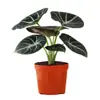 Lírio-do-calla Planta Verde Pequena para Mesa de Escritório Planta em Vaso para Interior Jardim de Infância Celebridade da Internet Calathea Estação de Trabalho Planta Fácil de Cuidar