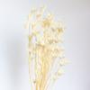 Flor seca, flor octogonal, pequeña, fresca, arte natural, hecho a mano, planta creativa, flores decorativas, accesorios de tiro, venta al por mayor