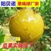Drosophila bola pegajosa bola amarilla bola verde árbol frutal huerto ojo por ojo trampa de gusanos de palo bola trampa de mosca de la fruta grande bola de mosca fábrica mayorista