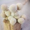 Ramo de Flores Secas Yunnan Bola Dorada Estilo Nórdico ins Adornos de Flores Eternas Flor Decorativa para Sala de Estar Accesorios para Sesión de Fotos Venta al por Mayor