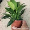 Diamante Dorado Planta Pequeña en Maceta Princesa Verde Hidropónica Oficina Perenne Planta Verde Flor de Interior Fácil de Vivir y Perenne Todo el Año