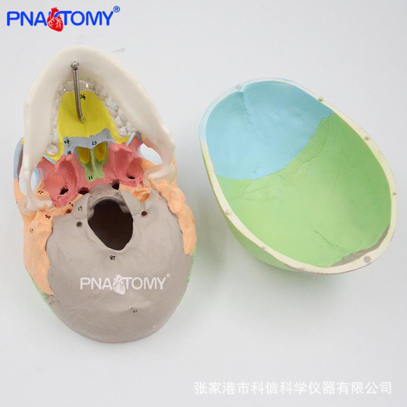 PNT-0153N 彩色头骨标数字04.jpg