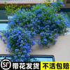 Um pedaço de floco de neve azul trepadeira mudas pátio flor vaso pirulito extra grande planta resistente ao calor varanda trepadeira
