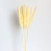 Amazon transfronterizo caña pequeña flor seca decoración de fiesta para sala de estar accesorios para fotos pampas fábrica en stock venta al por mayor