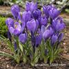 Flores de Bulbo al por Mayor Bulbos de Crocus Azafrán con Gran Volumen de Floración el Mismo Año, Grandes Descuentos en Flores Resistentes al Frío y Plantas en Maceta