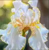 Semillas de rizomas de iris de flor azul, semillas de flores de bulbo, fáciles de cultivar y florecen todo el año, adecuadas para paisajismo de jardines y plantas en maceta