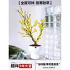 Plántulas de Waxflower en Maceta, Plantas con Flores de Interior y Exterior, Bonsái de Waxflower Fragante, Resistente para Jardines