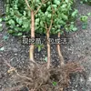 Plántulas de Albaricoque Dulce de Una Pieza para Envío Directo para Plantar en el Norte y Sur, Plantación en las Cuatro Estaciones, Plántulas de Fruta de Albaricoque Injertadas de Fruta Extra Grande, Plantas en Maceta