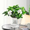 Muda de Jasmim em Vaso com Botão de Flor Muri Old Pile Repelente de Mosquitos Jardim Hidropônico Gardênia Planta Verde Interior Quatro Estações Floração