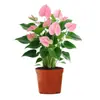 Planta en Maceta de Anturio con Flores, Planta de Interior para Escritorio de Oficina, Planta Verde para Sala de Estar, Purifica el Aire, Bonsái Fácil de Mantener