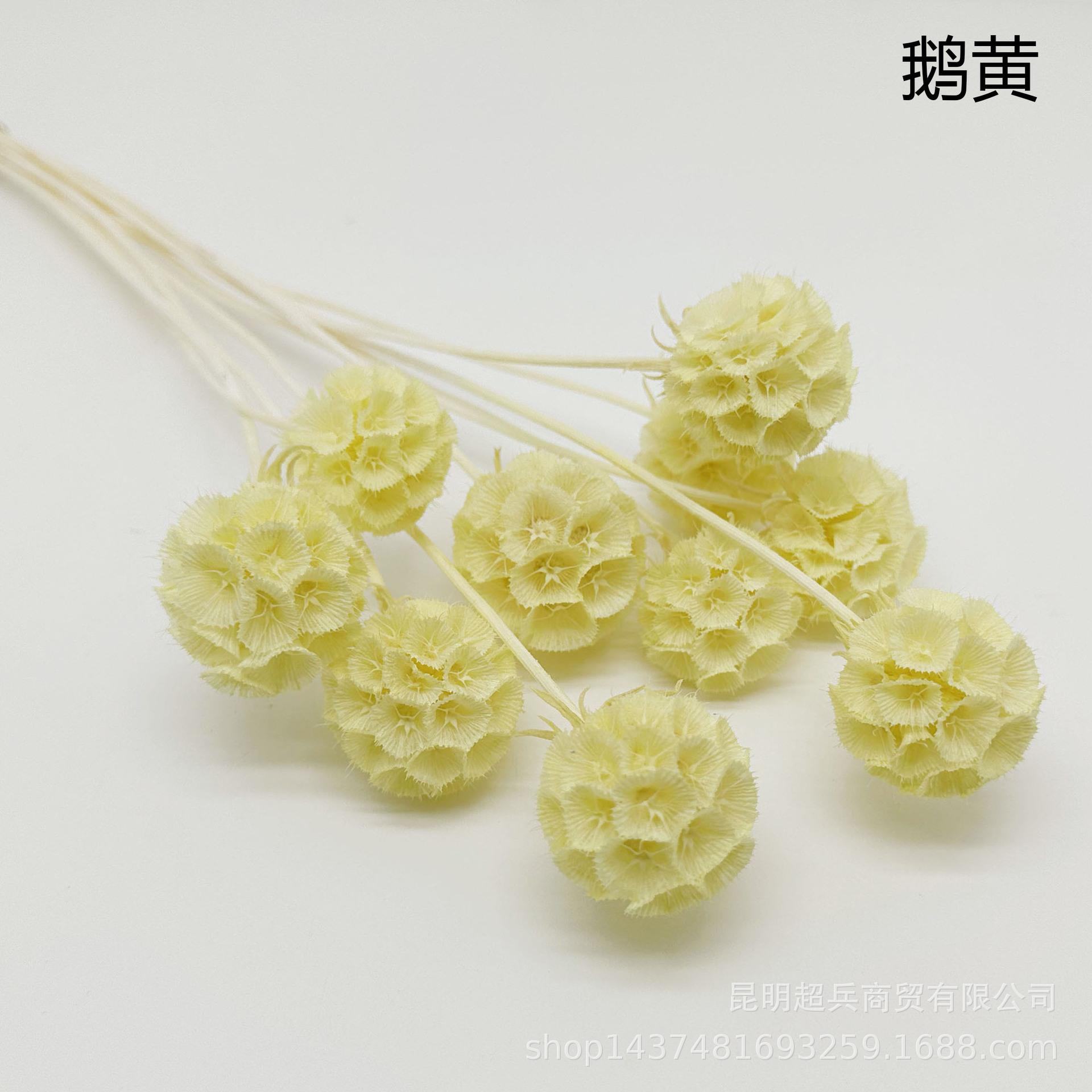 19鹅黄.jpg