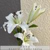 Flores Artificiales Blancas de Comercio Exterior Transfronterizo Materiales Florales para Salón de Bodas Arreglo Floral de Boda Techo de Boda Camino Floral Decorativo