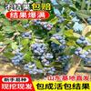 Dropshipping de plántulas de arándanos, plántulas de arándanos, plántulas de frutos grandes en macetas, plántulas de plantación norte y sur, verde ojo de conejo.