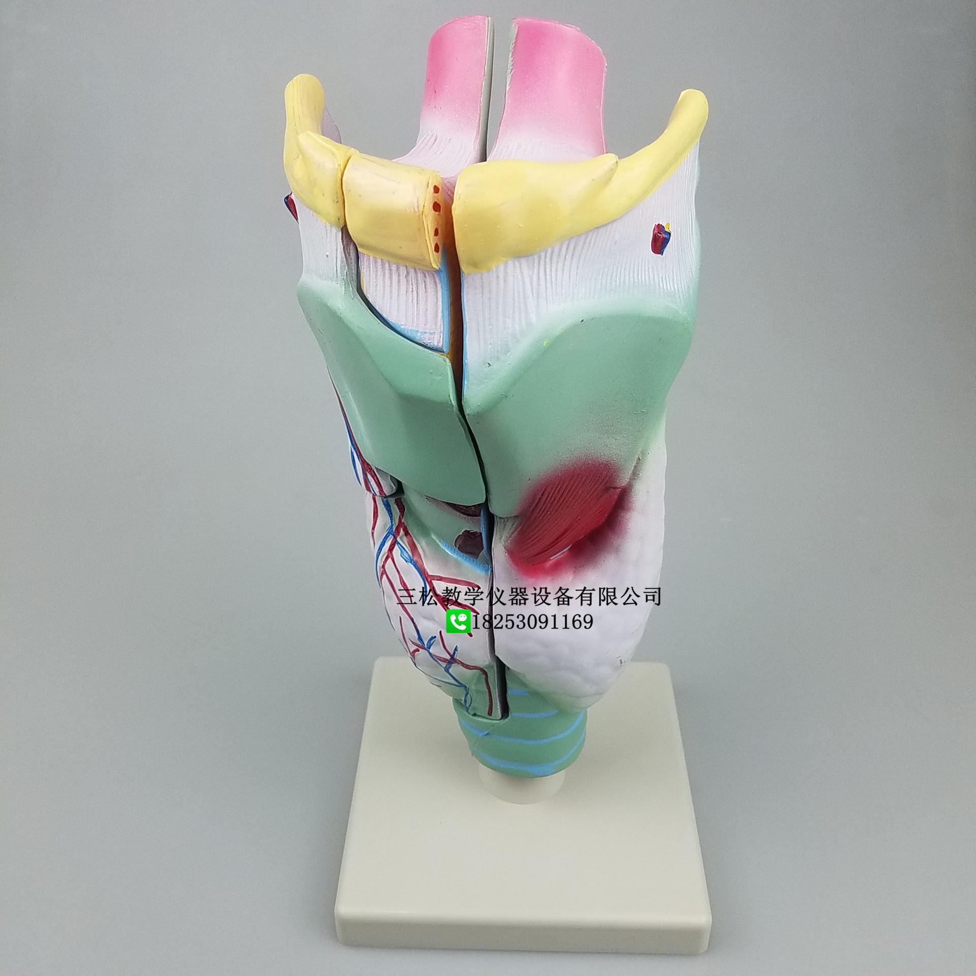 PVC喉解剖模型细节图1_副本