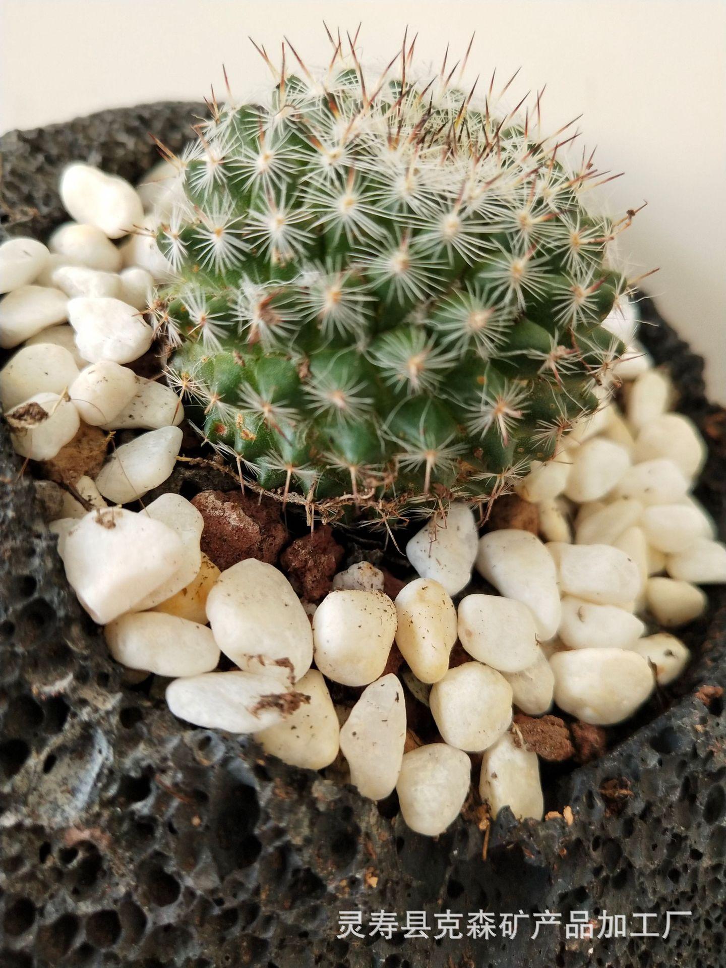 火山石多肉 (25)